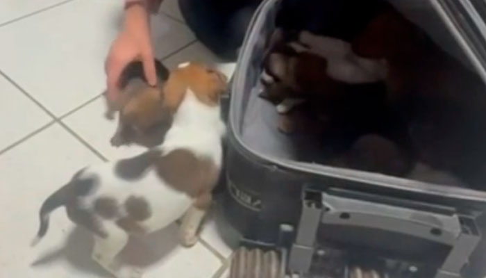 Mala fechada com 13 filhotes de cachorro é abandonada na frente de condomínio em SC