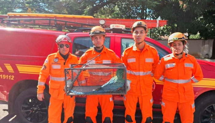 Bombeiros capturam arara presa em banheiro de condomínio em BH